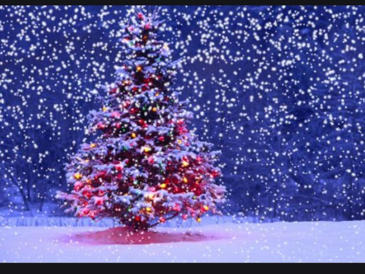 Christmas Tree Shop Online